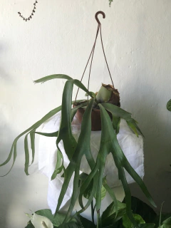 Chifre de veado - platycerum bifurcatum - cesta na internet