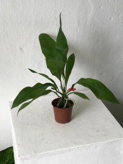 Anthurium gracile - antúrio orquídea