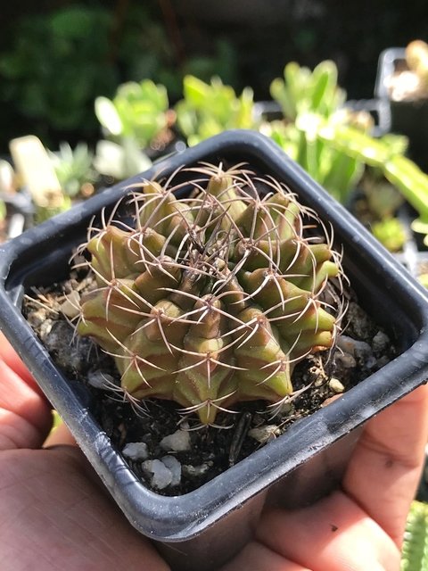 Gymnocalycium mihanovichii