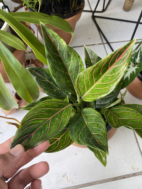 aglaonema Rotudum