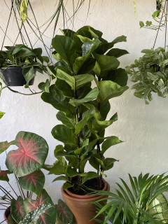 ficus lyrata - grande 1m - Seu Flor