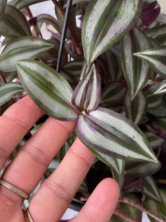Tradescantia zebrina - Seu Flor
