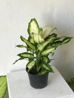 Aglaonema "camila" - comprar online