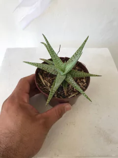 Aloe snow flake - Seu Flor