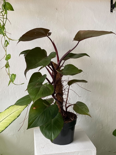 philodendron erubescens