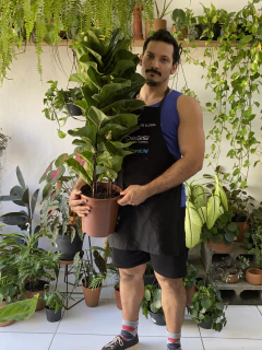 ficus lyrata - grande 1m