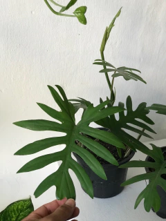 philodendron mayoi na internet