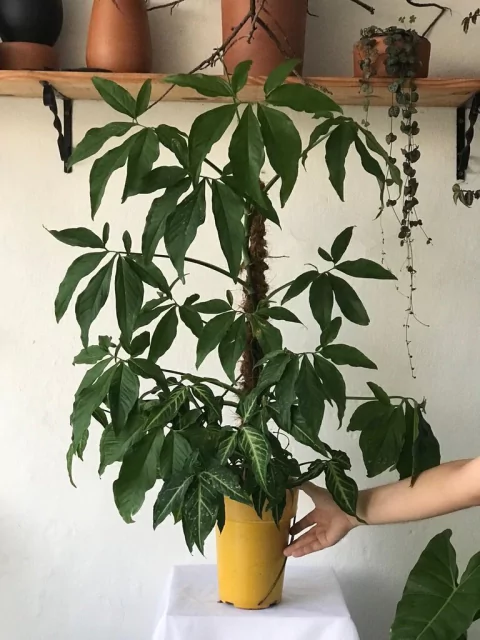 Syngonium podophyllum com tutor