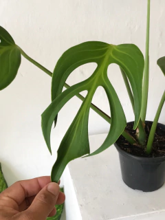 Monstera “burle marx’s flame” - comprar online