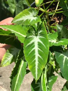 syngonium wendlandii na internet