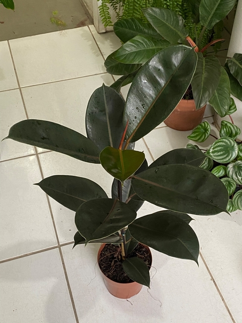 Ficus Elastica “burgundy”