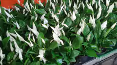 CURSO DE JARDINAGEM PARA APARTAMENTOS - 29 e 30 de março na internet