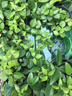 Imagem do CURSO DE JARDINAGEM PARA APARTAMENTOS - 29 e 30 de março