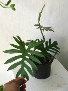 philodendron mayoi - loja online