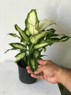 Aglaonema "camila" - loja online