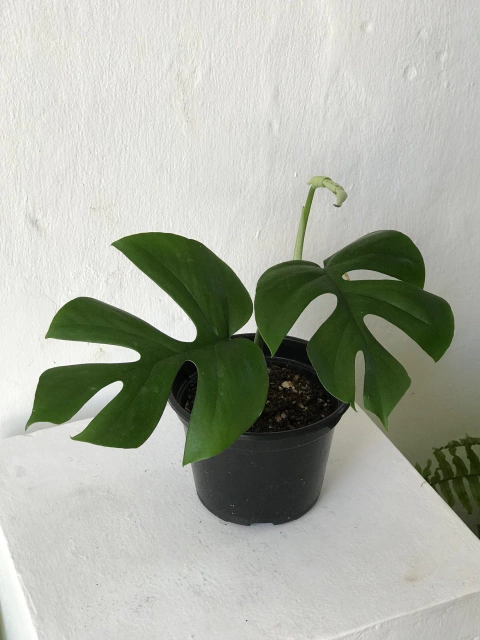 Raphidophora tetrasperma