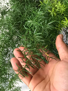 Alfinete - cesta - Seu Flor