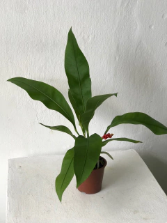 Anthurium gracile - antúrio orquídea - Seu Flor
