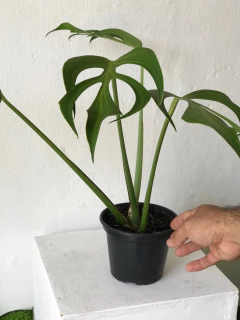 Monstera “burle marx’s flame” - Seu Flor