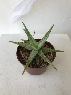 Aloe snow flake na internet