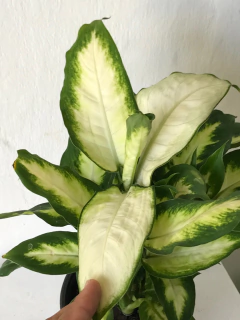 Aglaonema "camila" - Seu Flor