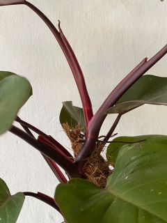 philodendron erubescens na internet