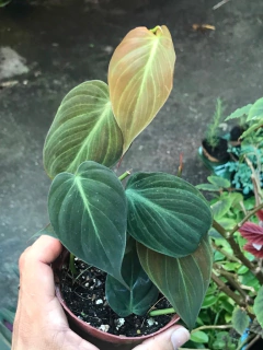 Philodendron hederaceum “micans” - loja online