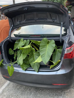 CURSO DE JARDINAGEM PARA APARTAMENTOS - 29 e 30 de março - comprar online