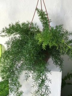 Alfinete - cesta - comprar online