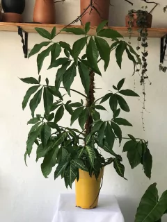 Syngonium podophyllum com tutor na internet