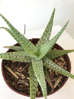 Aloe snow flake - comprar online