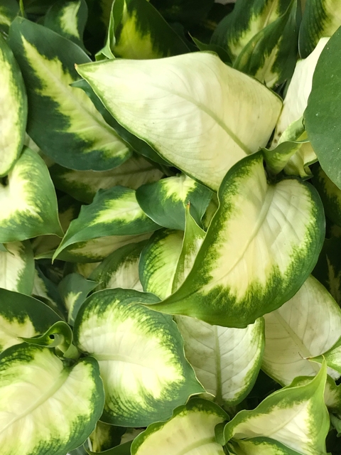 Aglaonema "camila"