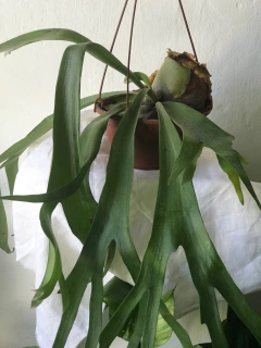 Chifre de veado - platycerum bifurcatum - cesta - comprar online