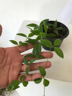 neoalsomitra sarcophylla - trepadeira com caudex na internet