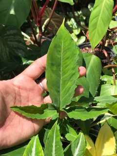 syngonium wendlandii - Seu Flor
