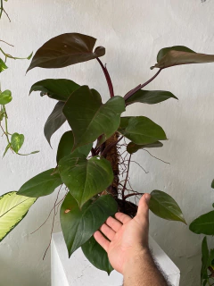philodendron erubescens - comprar online