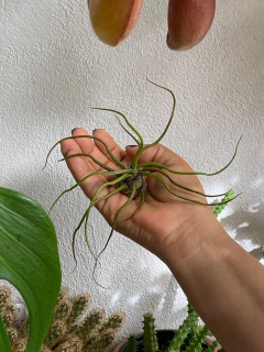 Tillandsia bulbosa