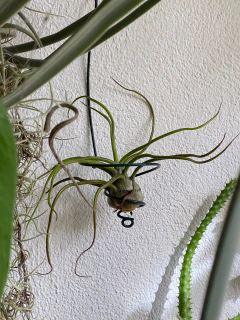 Tillandsia bulbosa