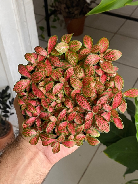 fittonia Vermelha