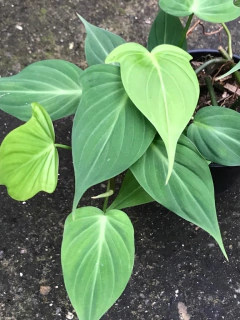 Philodendron camposportoanum - Seu Flor