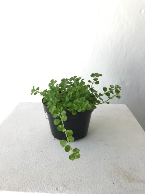 Pilea folha grande - dinheiro em penca