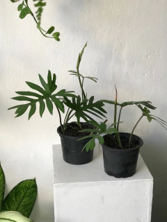 philodendron mayoi - comprar online
