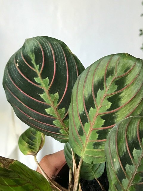 Calathea leuconeura var. erythroneura