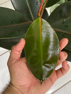 Imagem do Ficus Elastica “burgundy”