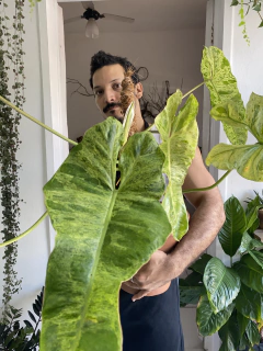 Philodendron Paraíso Verdeo na internet