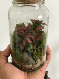 Imagem do Terrário Fechado Grande