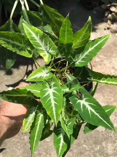 syngonium wendlandii - comprar online
