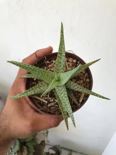 Aloe snow flake