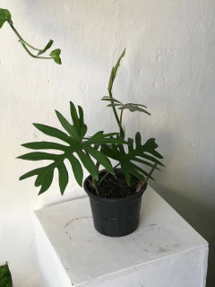 philodendron mayoi