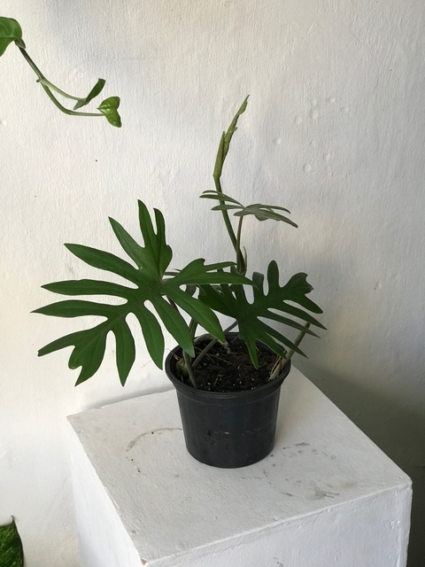 philodendron mayoi